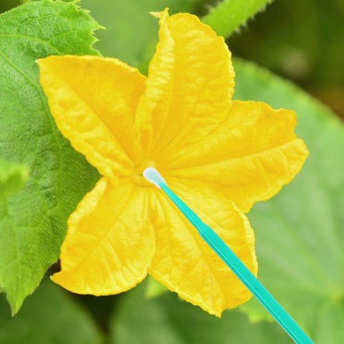 100Pcs Vegetable Pollinator Tools Fruit Pollinator Garden Pollinator Tools New - 第 10/12 張圖片