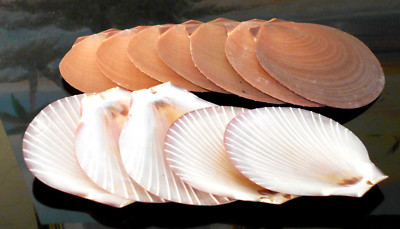 50 Beautiful Brown Sun and Moon Shells 2-3'' (50-75mm) Craft Beach Wedding decor