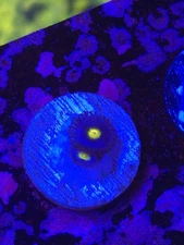 Wwc AOI  zoa  WYSIWYG Live coral frag Lps Sps