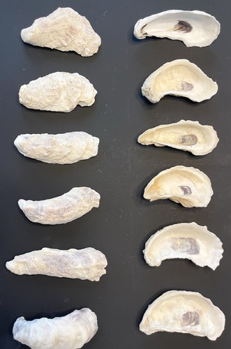 20PCS Oyster Shells  4”-6”Oyster Shells Bulk For Home Decor or Crafting 