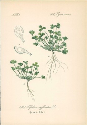 Chromolithographie : Hexenklee. Schmächtiger Klee. Trifolium suffocatum L. Legum