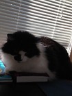 the_cat_shop