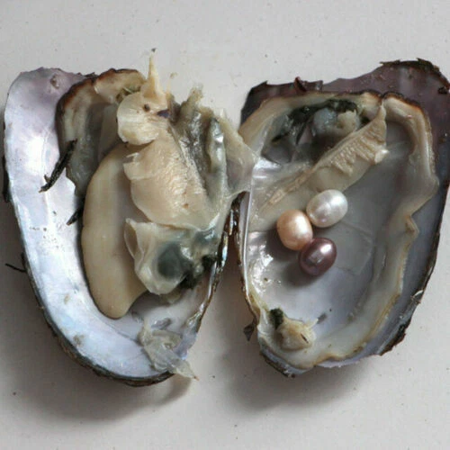 Individual Wrapped Akoya Pearl Oyster with Natural Round Pearls  1/2/3/6/8Pcs | eBay