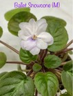 African Violet~Ballet Snowcone!~ So Sweet! Miniature! Starter Plant