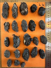 Wild Barn Owl Pellets X 23