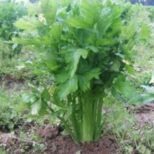 Le CÉLERI,Graines de CÉLERI,produits de mon jardin,céleri bio