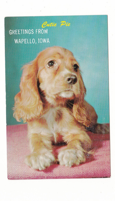cocker spaniel puppy / Greetings from Wapello, Iowa vintage postcard