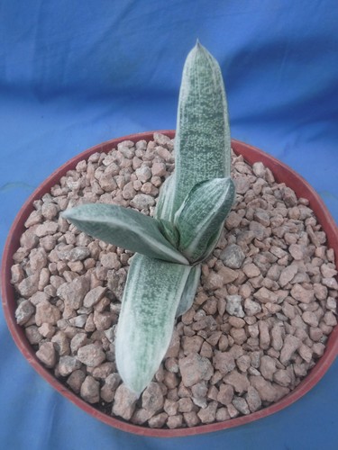 Gasteria batesiana "White Knight" WHITE Variegation! Super Rare! 4" Wide E9 - Picture 3 of 10