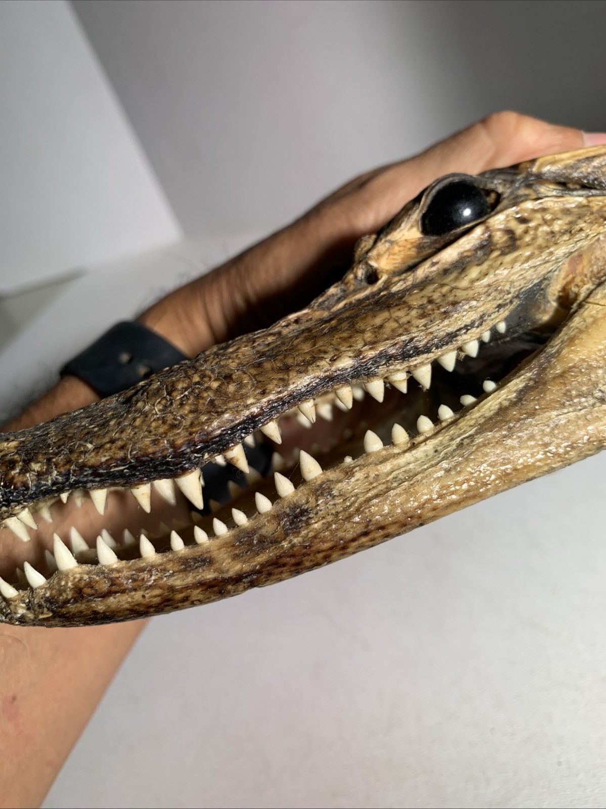 Vintage Small Alligator Head Taxidermy Authentic 6” Long