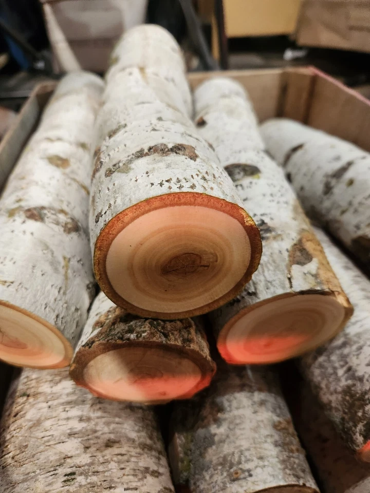 Troncos de abedul de álamo blanco para decoración o manualidades de otoño. Rústico, boda  Foto 3 de 3