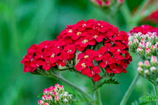 1000 RED YARROW SEEDS | SALE FREE SHIPPING NON GMO HEIRLOOM
