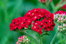 1000 RED YARROW SEEDS | SALE FREE SHIPPING NON GMO HEIRLOOM