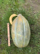 40 Heirloom Organic Bidwell Casaba Melon Seeds - Gigantic 10-12LB's Super Sweet