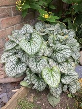 Brunnera jack Frost | Perennial | Plug plant
