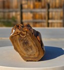 Arizona Rainbow Petrified Wood, 1.32 Lbs, Jasperized Polished Limbcast! Display! — photo 1
