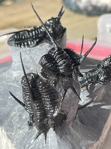 Unglaublicher fossiler Cyphaspis walteri Trilobit, Devonisch - Trilobit, Marokko - Bild 5 von 16