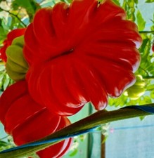 Red Tomato Beauty Lottringa 25 Seeds Italian Gourmet Sauce Organic Heirloom Seed