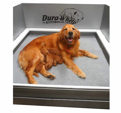 heated whelping box