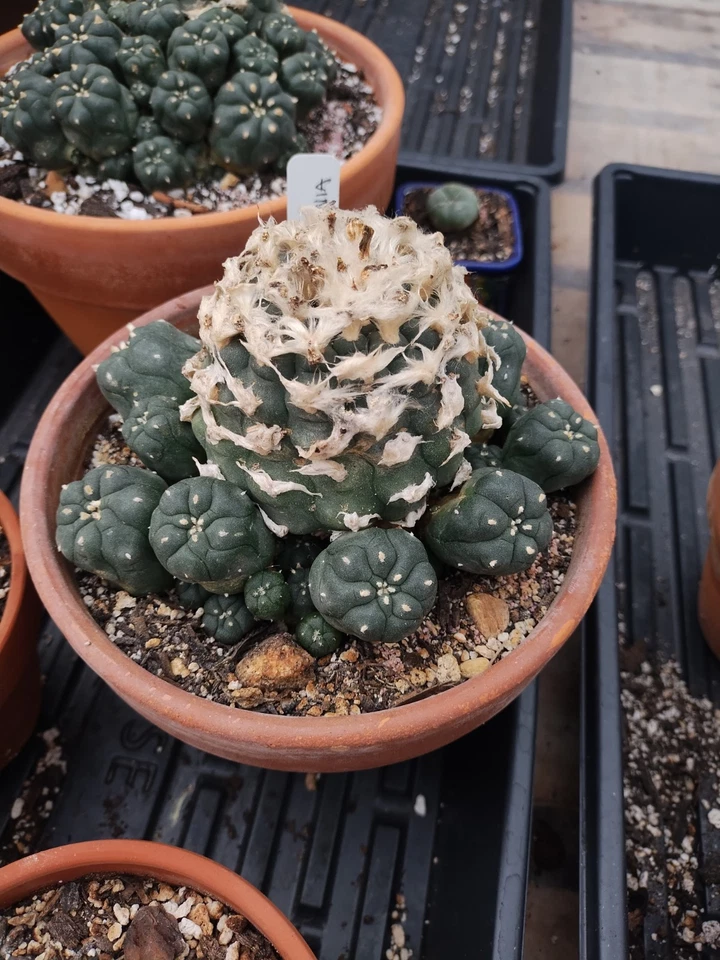  Cactus raros. Jordy muy grande, antiguo, raíces grandes, floración y fructificación  Foto 2 de 4