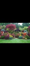 5 Mixed Shrubs Lucky Dip Garden Plants Hardy Outdoor Evergreen