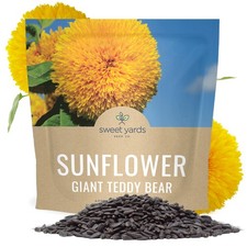 Giant Teddy Bear Sunflower Seeds - Extra Large 1 Ounce Packet - Over 1,200 Fr... 223.84 per gallon