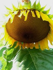 "Yellow Giant" Sunflower Seeds - Comb. S/H See Our Store For Over 900 Seeds
