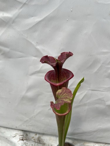 Sarracenia - “Red Sumatra” - Live Carnivorous Plants