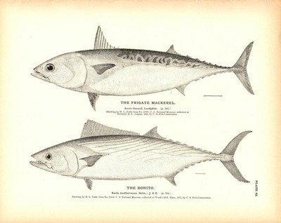 Rare 1884 Antique Fish Print Engraving ~ The Frigate Mackerel & Bonito