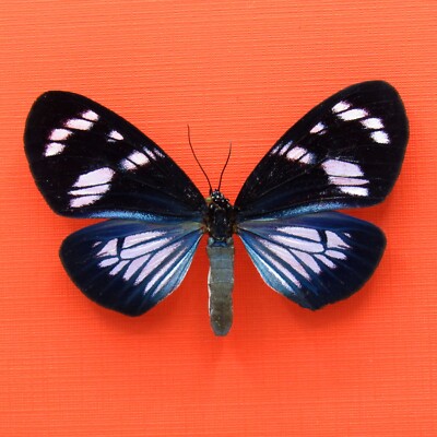 Real mounted blue moth - Hypocrita plagifera - A1