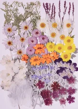 100 PCS Real Dried Pressed Flowers Leaves Natural Plant Herbarium for DIY Res...
