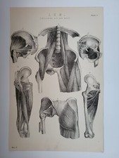 Antique Print 1870 Leg Engraving Hip and Knee Muscles