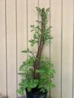 20+Y/O Rescue•Coast Redwood Tree Huge Burl (My BIGGEST!) From Seed NorCal Coast — photo 10