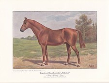 Trakehner Zuchthengst "Habakuk" Zuchtpferde Pferde Farbdruck 1925 Reprint