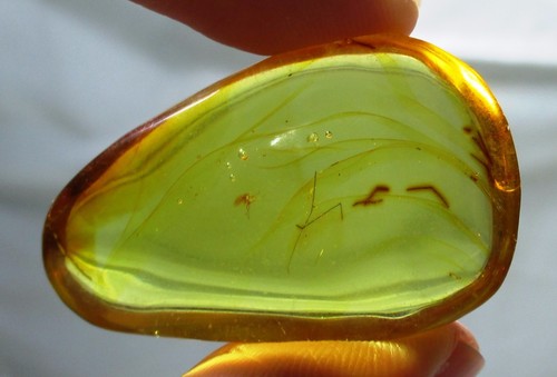 6.2 gram nice Dominican Amber with fossil insect inclusion - Picture 4 of 5