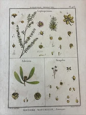 Lamarck Botanical Print Histoire Naturelle, Botanique Hand Colored Book Plate423