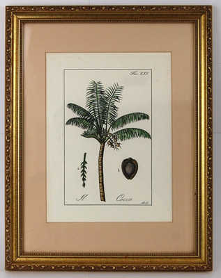 Vtg Italian Hand-Press & Hand Colored Botanical Coconut Palm Tree ''Coco'' Print