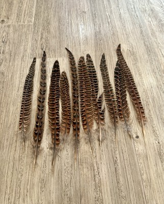 10x Natur Fasanenschwanzfedern Kunsthandwerk Hut Kostüm Hochzeit Fliege 25-30cm