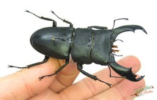 Monster Stag Beetle Dorcus titanus typhon SET x1 A1- Entomology Insect D4