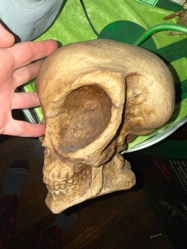 1998 Adam’s Apple Summit Collection Alien Skull Extraterrestrial Artifact Design