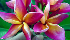 Rare Plumeria MATTALICA/frangipani- 1 cutting- imported