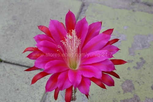 (1) Epiphyllum CUTTING X-Large Purple #2 Flower 8" Long Orchid Cactus Succulent - Imagen 2 de 7