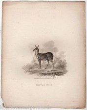 Tibetan Musk Deer Early Zoology Antique Graphic Art Engraving Print London 1802