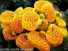 CALCEOLARIA SLIPPER FLOWER SEEDS MIX F1 HYBRIDS UNUSUAL HOUSE PLANT BOOTS SHAPE 