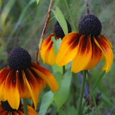 Rudbeckia amplexicaulis (Clasping Coneflower) 250-10,000 SEEDS ?Garden Flower UK