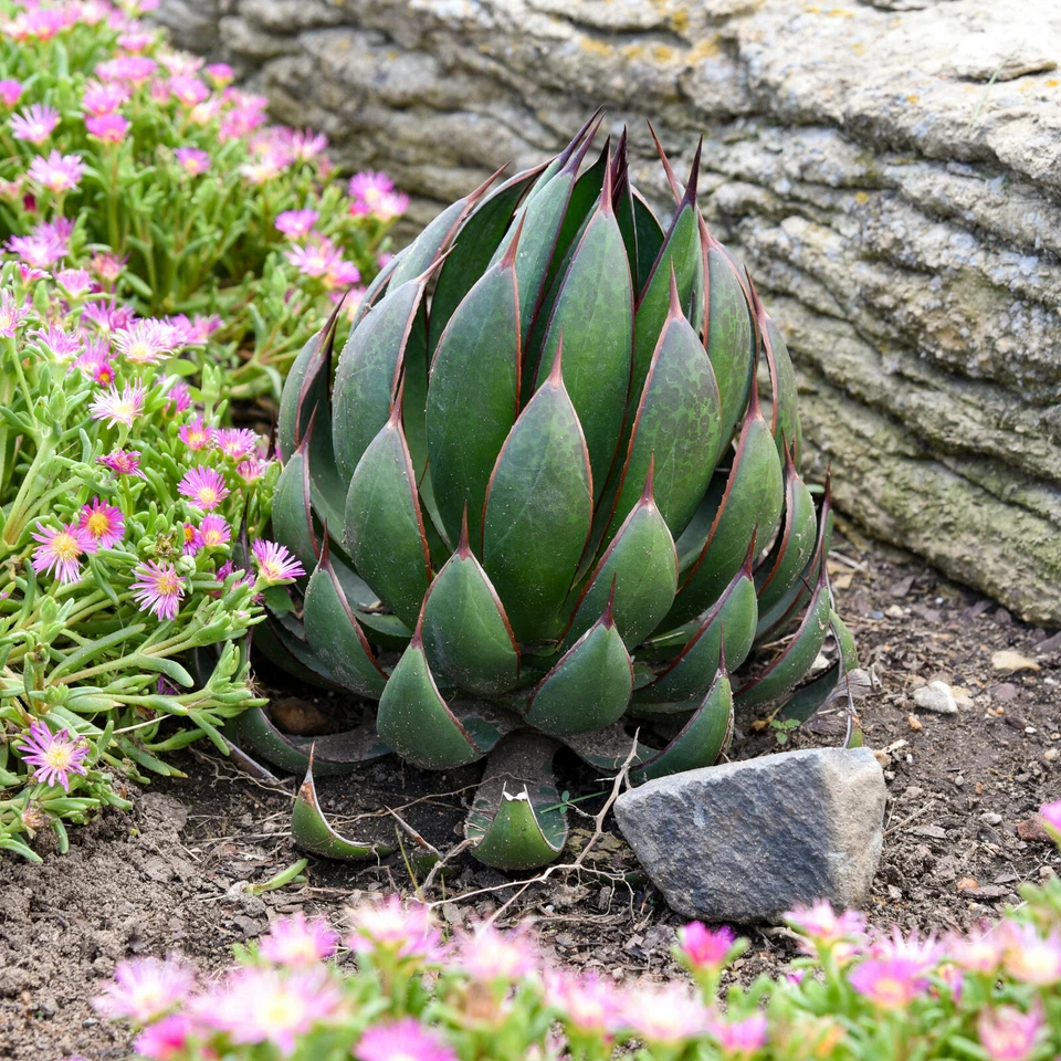Praying Hands Mangave STARTER Plant Agave/Manfreda Hybrid Plug 1.5"-2.5" Wide - Image 4 of 4