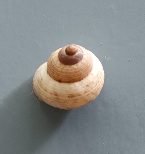 CARACOLES DE TIERRA CONJUNTO DE 4 VARIACIONES Leptopoma especie 10-11 mm gema con ópera - Imagen 5 de 6