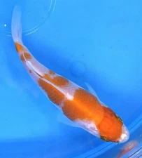 4-5” Excellent Example KOHAKU  Live Koi Fish #221 One Of The Big 3 Must Haves!