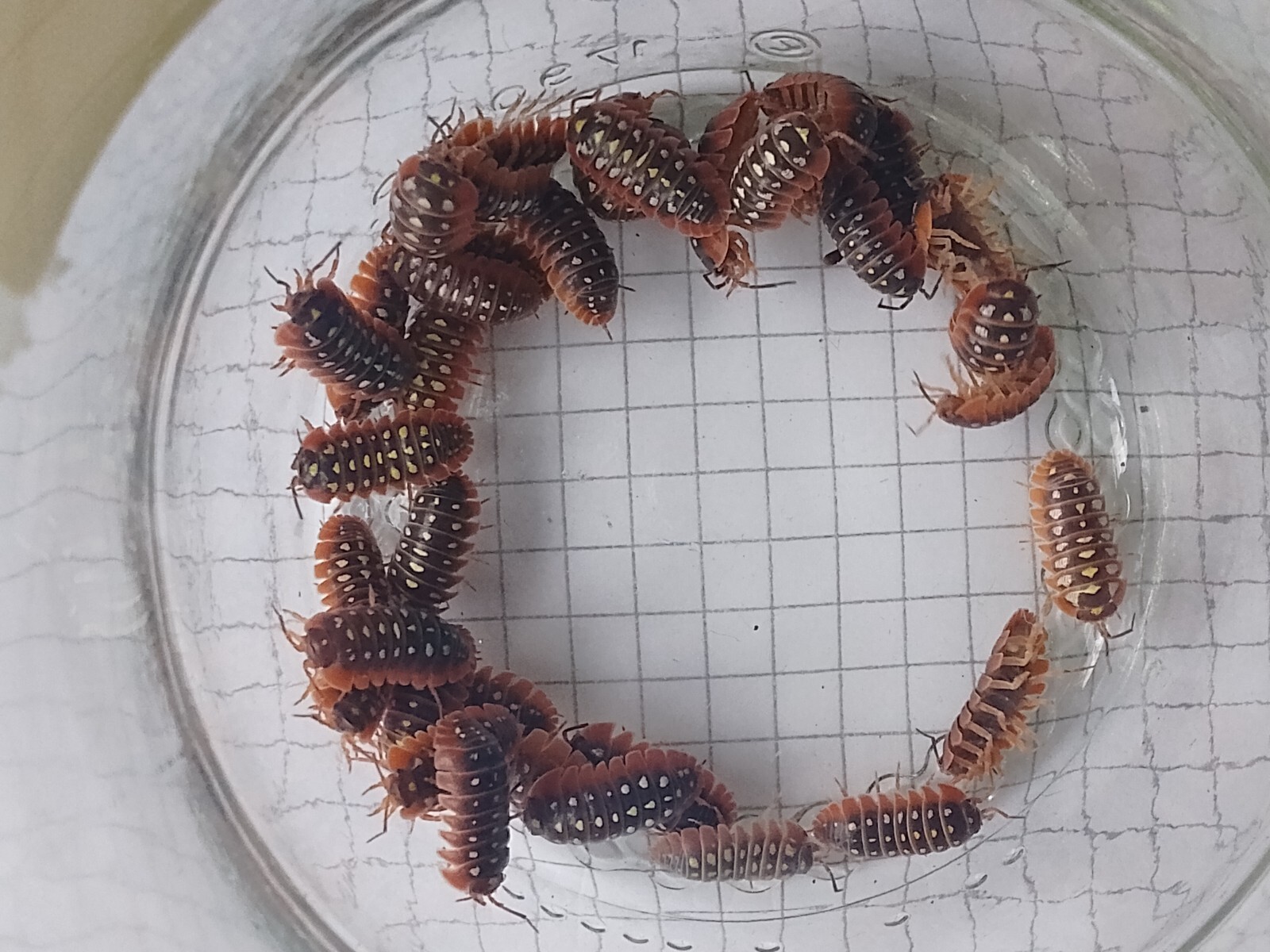 10-armadillidium-klugii-clown-isopods-bioactive-live-feed-c-u-c