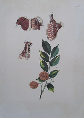 MUSCULUS RECTUS MAJOR MINOR PECTORALIS Kunstdruck Medizin print medicine