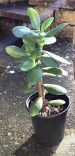 Large Jade plant. Crassula Ovata. 26 Cms Tall